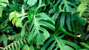 Delicious Monster - Monstera-Deliciosa