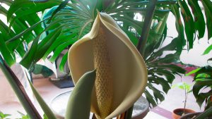 Delicious Monster - Monstera-Deliciosa