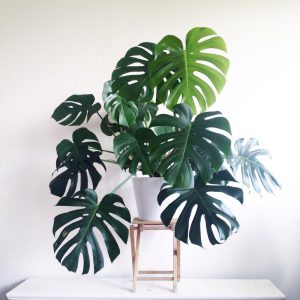 Delicious Monster - Monstera Deliciosa - Featured