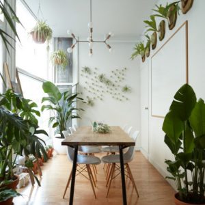 House Plants