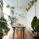 Common House Plants - Dining room
