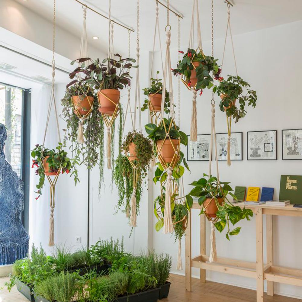 Hanging Plants