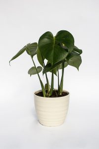 Monstera in Cream Rings Ceramic