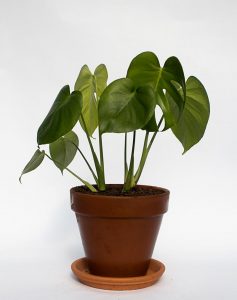 Monstera in Terracotta