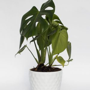 Monstera in White Diamond Ceramic