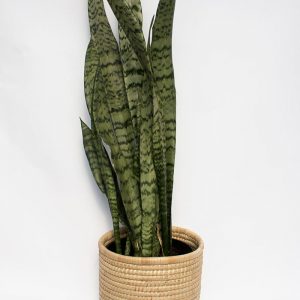 Snake plant in Woven Basket
