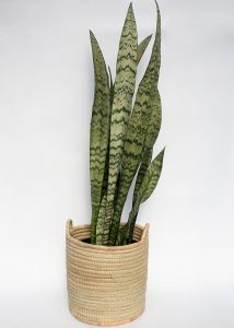 Snake plant in woven basket