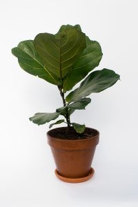 Fiddle Leaf in Terracotta