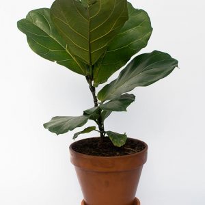 Fiddle Leaf in Terracotta