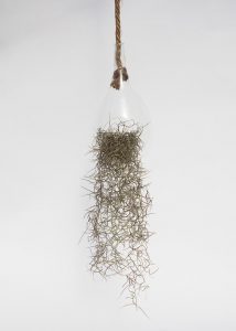 Old Man's Beard in raindrop terrarium
