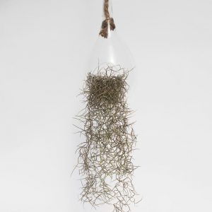 Old Man's Beard in raindrop terrarium