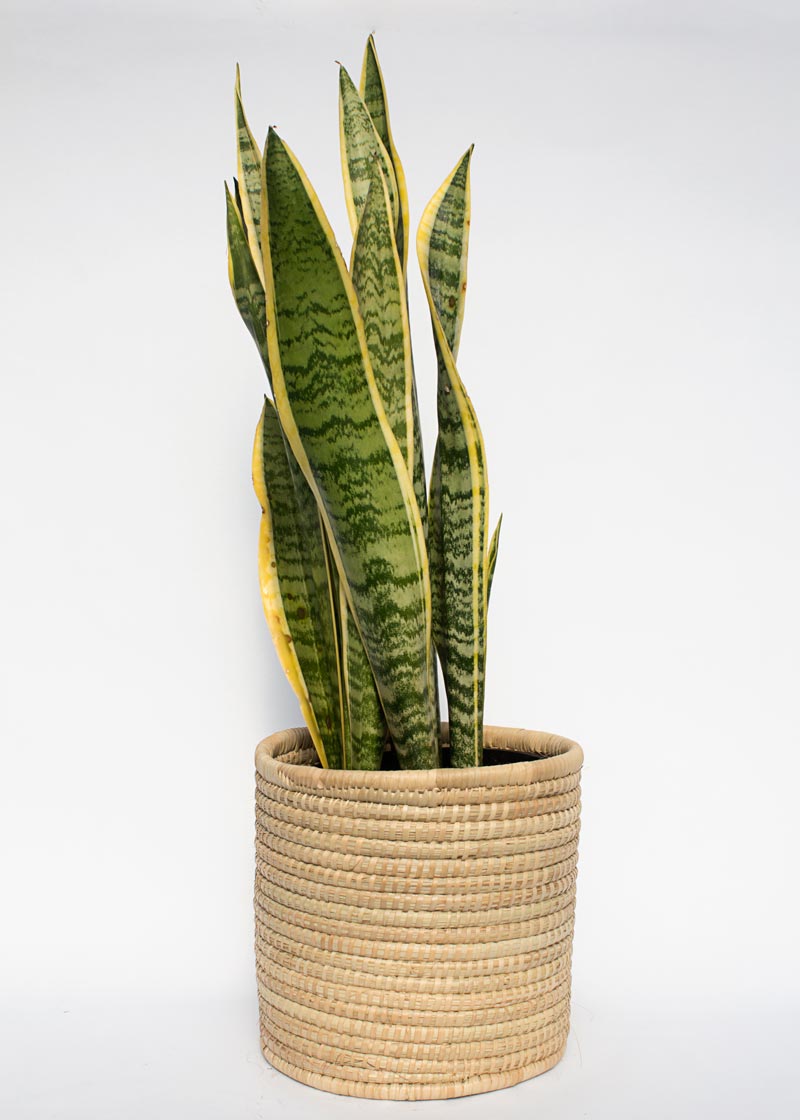 Snake plant in Woven Basket - Yellow