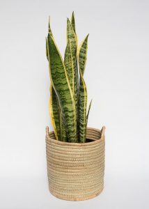 Snake plant in woven basket with handles