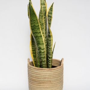 Snake plant in woven basket with handles