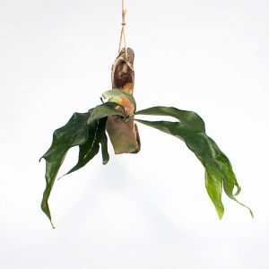 Stag Horns on Wooden Branch