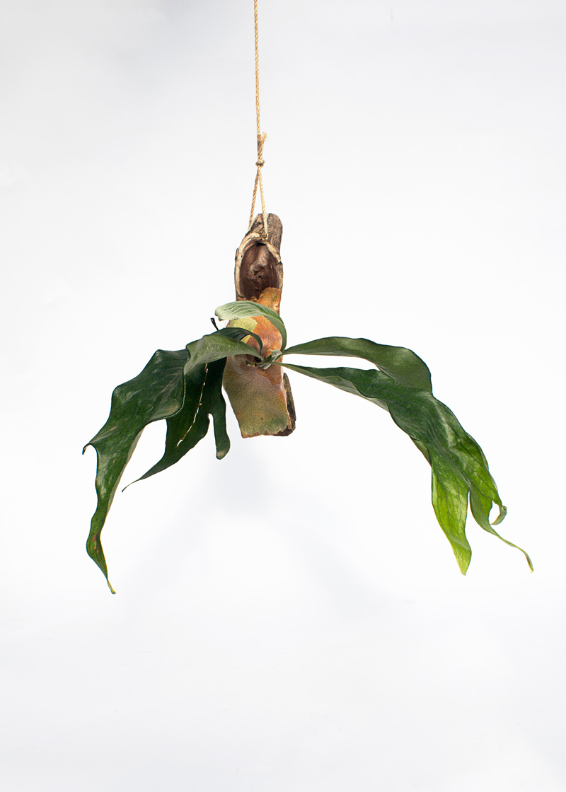Stag Horns on Wooden Branch