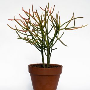 The Naked Lady in Terracotta