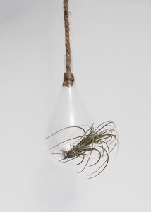 Tillandsia in raindrop terrarium