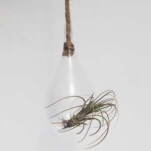Tillandsia in raindrop terrarium