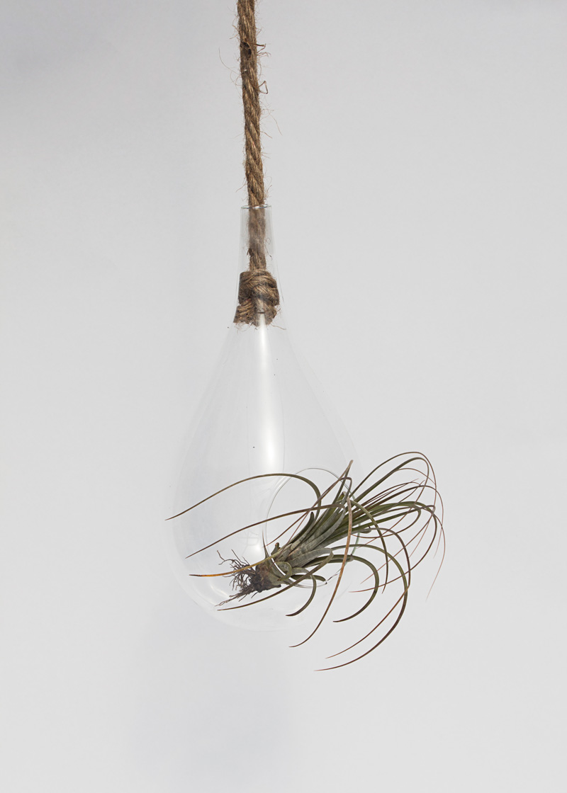 Tillandsia in raindrop terrarium