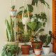 Assorted Indoor Plants 2 - Jungle Culture