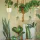 Assorted Indoor Plants 5 - Jungle Culture