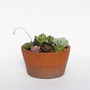 Rare Succulent Mix in Vintage Bowl