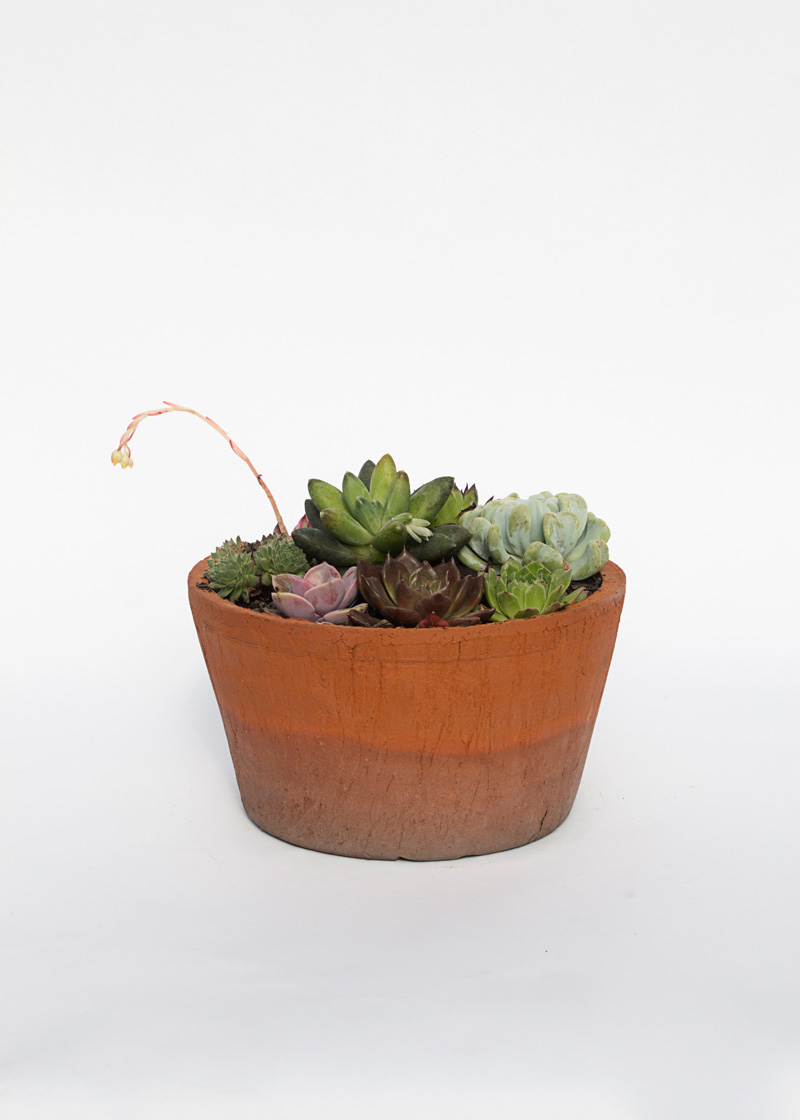 Rare Succulent Mix in Vintage Bowl