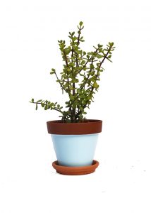Spekboom - Blue Pot - Jungle Culture
