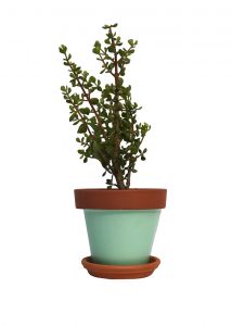 Spekboom - Green Pot - Jungle Culture