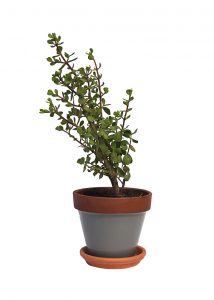 Spekboom - Grey Pot - Jungle Culture