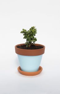 Spekboom in Glazed Blue Terracotta