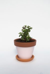 Spekboom in Glazed Pink Terracotta