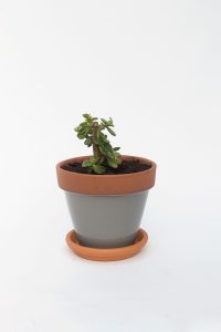 Spekboom in Grey Glazed Terracotta